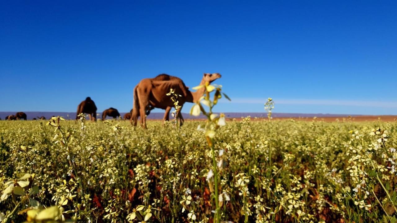 Sahara Luxury Camp Vip Hotel Merzouga Exterior foto